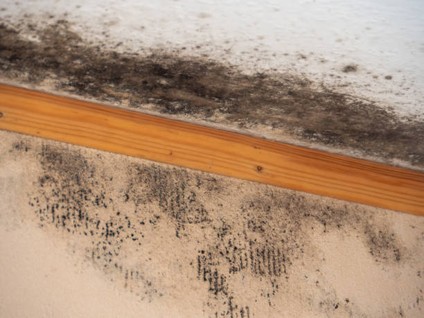 Mold Documentation for Insurance Claims in Hot Springs, SD