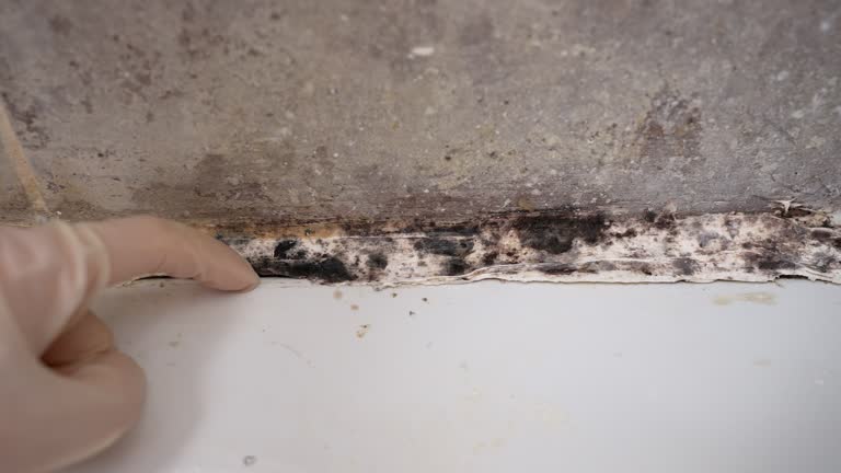 Environmental Consulting for Mold Prevention in Hot Springs, SD